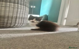 Domestic Shorthair cats for sale: Kittens and Mother ready to go - Image 2