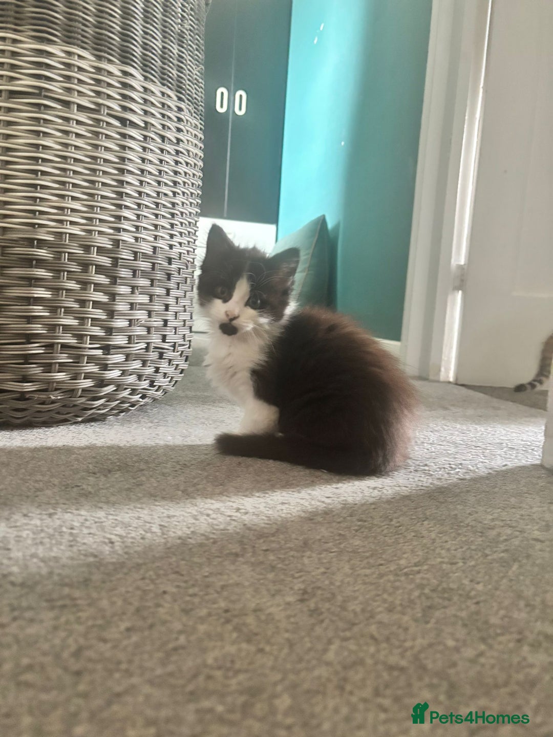 Domestic Shorthair cats for sale: Kittens and Mother ready to go - Image 2