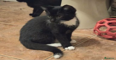 Mixed Breed cats - Advert 3