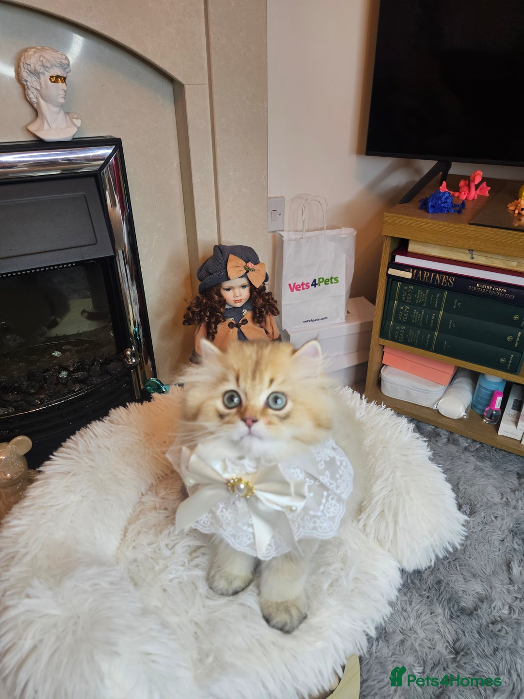 British Longhair cats for sale: Purebred British Longhair Boys-WCF Pedigree - Image 21