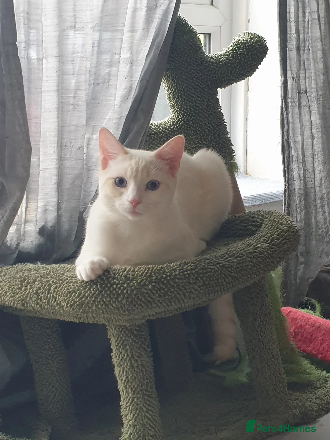 Siamese cats for sale: Flame point siamese  - Advert 1