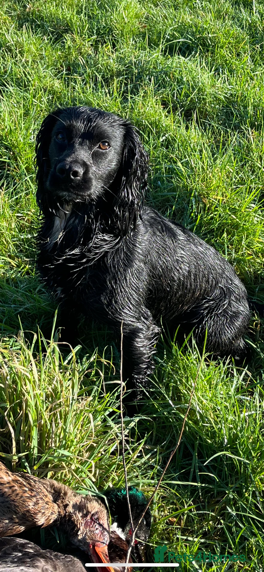 Cocker Spaniel dogs for stud: KC REG CHAMPION BRED COCKER STUD DOG in Sandbach - Advert 4