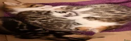 Mixed Breed cats for sale: 🐾 3 Beautiful Bengal Mix Kittens - Advert 12