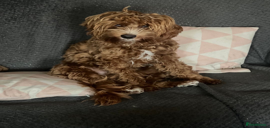 Gallery Image {{count}}