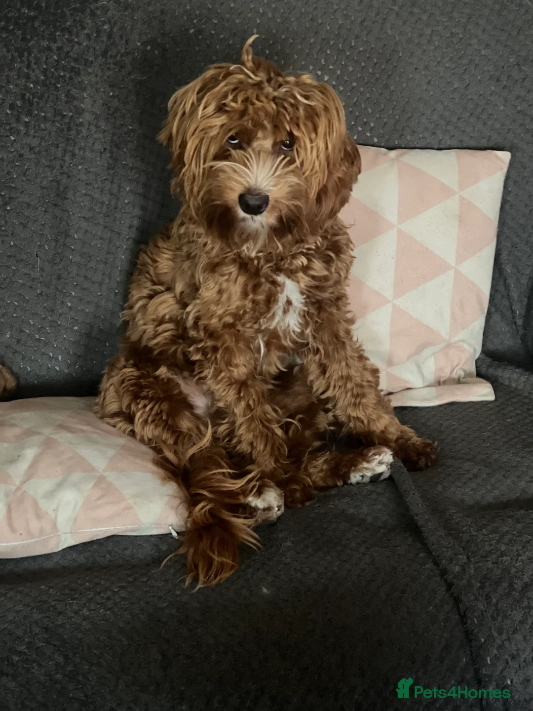 Gallery Image {{count}}