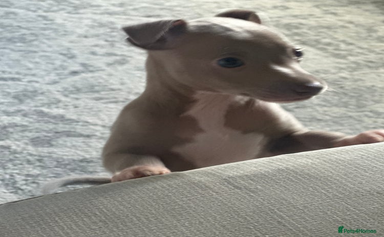 Italian Greyhound dogs - Advert 3