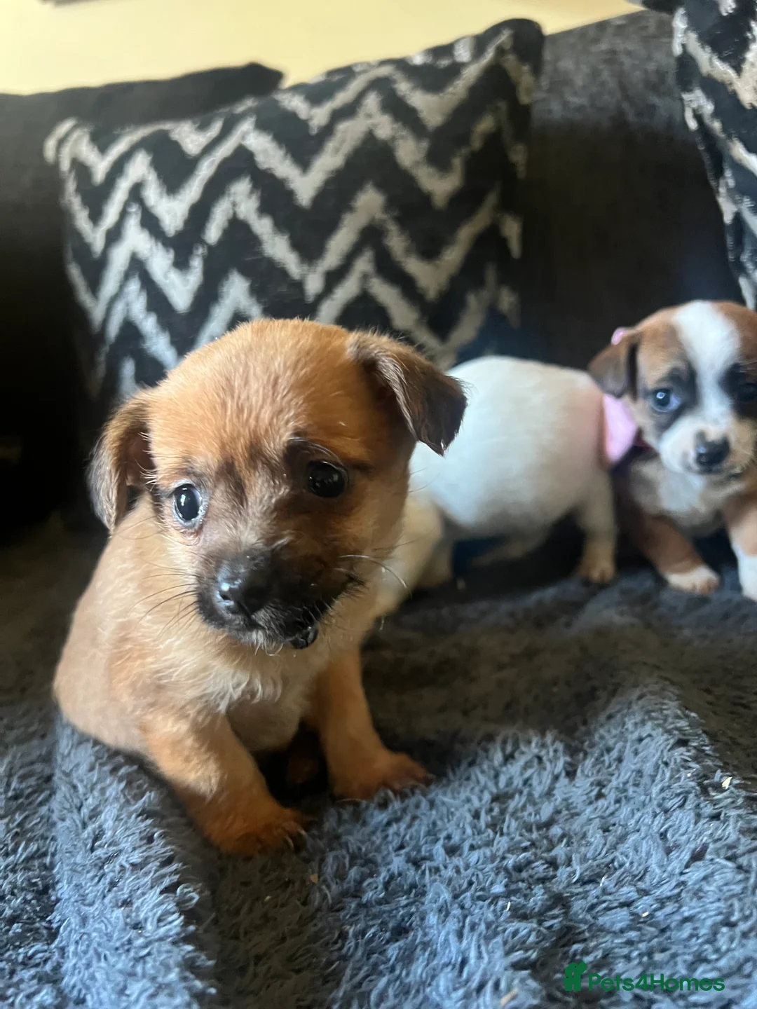 Mixed Breed dogs for sale: Adorable 3 tiny Chihuahua x terrier. Puppy's - Advert 2