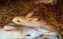 Mini Lop rabbits for sale: Mini pop baby rabbits - Advert 2