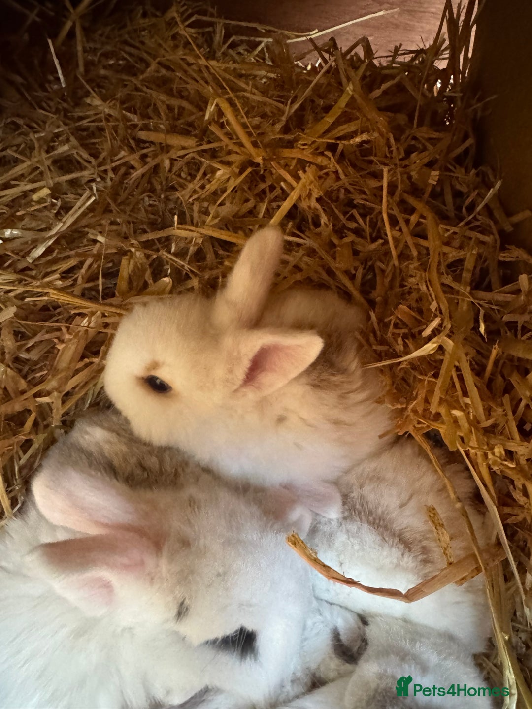 Mini Lop rabbits for sale: Mini pop baby rabbits - Advert 2