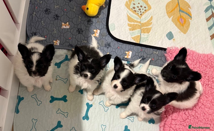 Papillon dogs - Advert 1