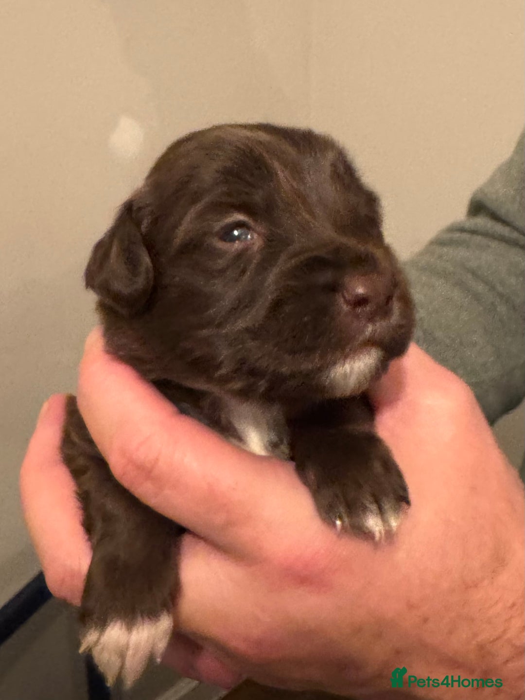 Bordoodle dogs for sale: 🐾 Beautiful Bordoodle Puppies Available 🐾 - Advert 11