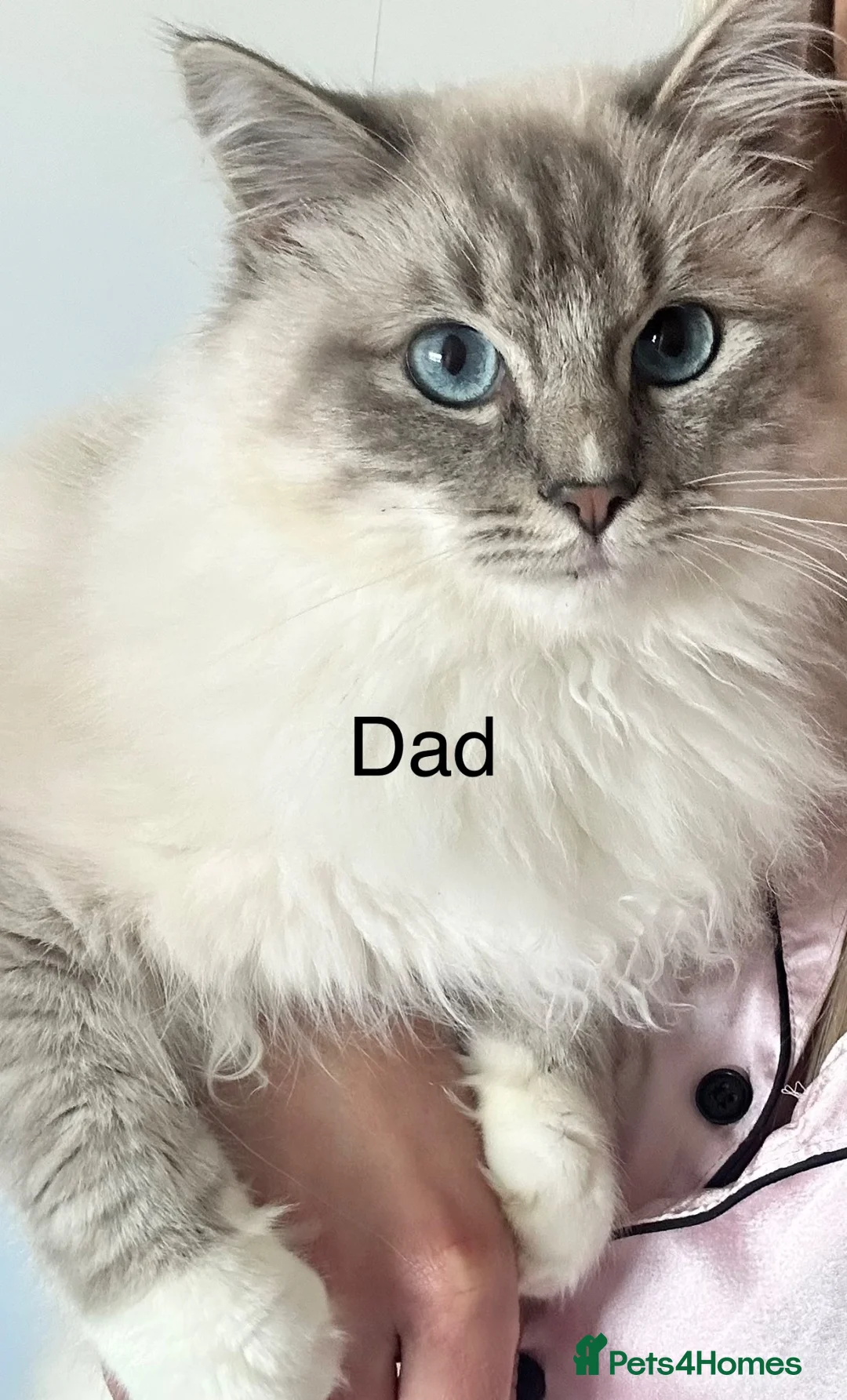 Ragdoll cats for sale: Ragdoll kittens - Advert 26