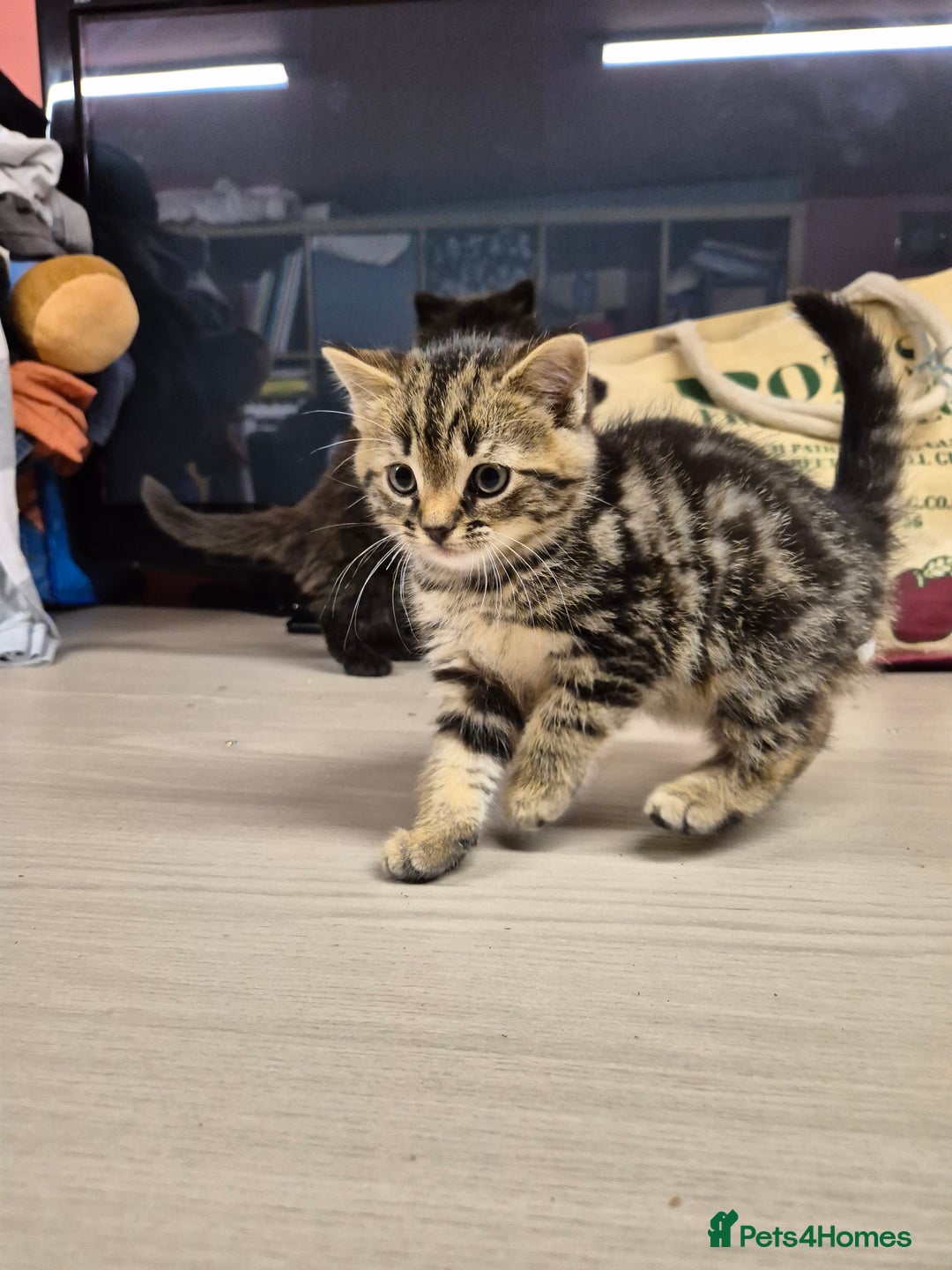 Mixed Breed cats for sale: Mixed Ragdoll kitties - Advert 4