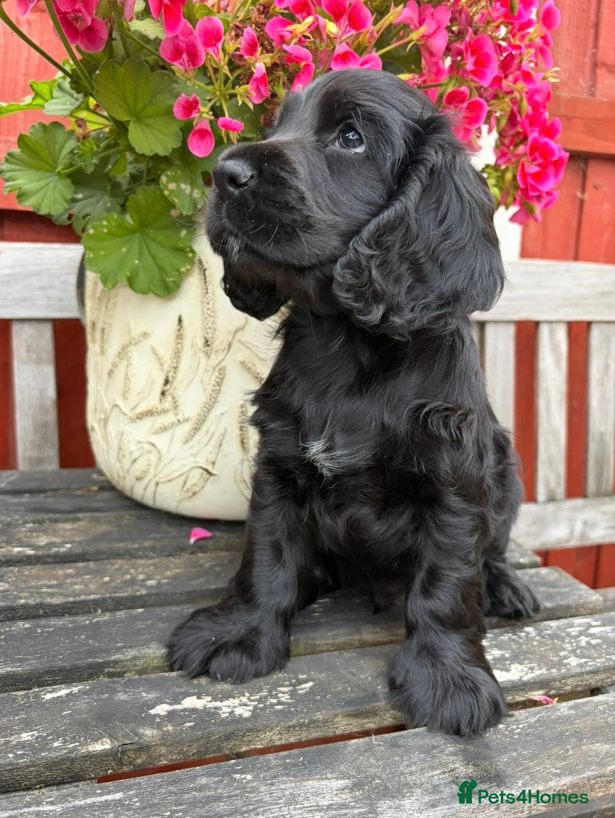 Cocker Spaniel dogs Beautiful Cocker Spaniels for sale - Advert 2