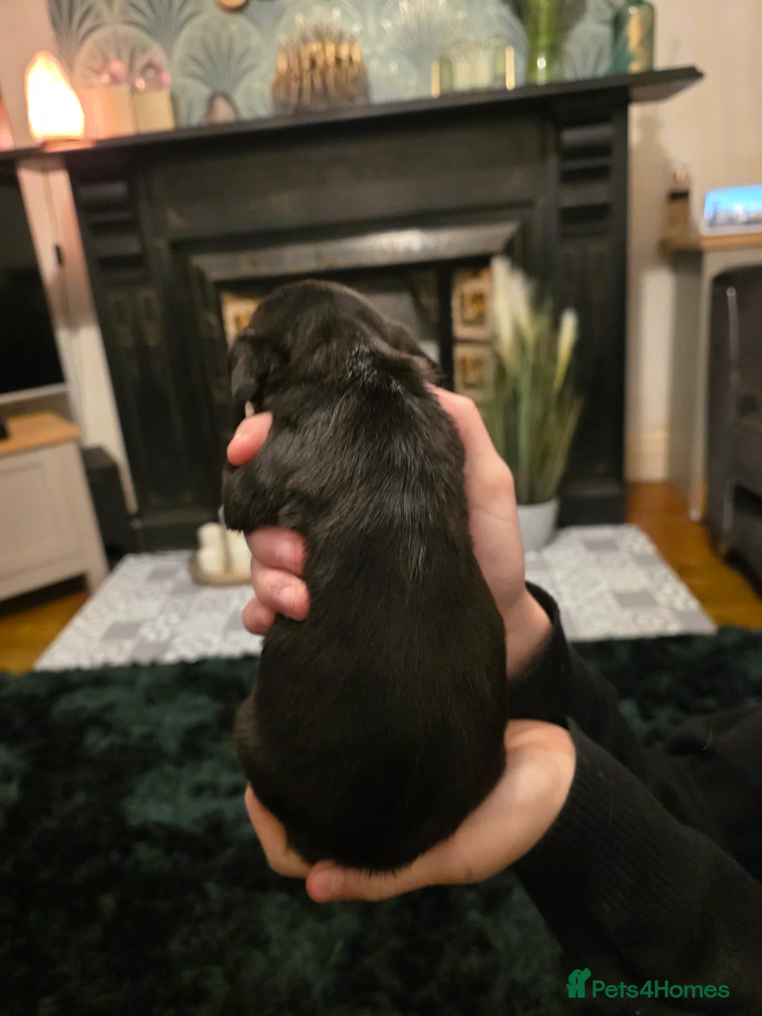 Doxiepoo dogs for sale: 4 beautiful daschund puppies for sale - Advert 6