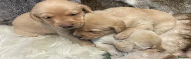 Labrador Retriever 2