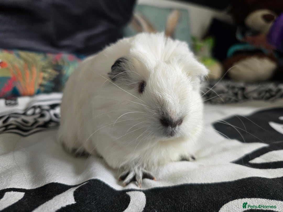 Guinea Pig rodents for sale: Male guinea pig silkie×swiss mix - Image 3