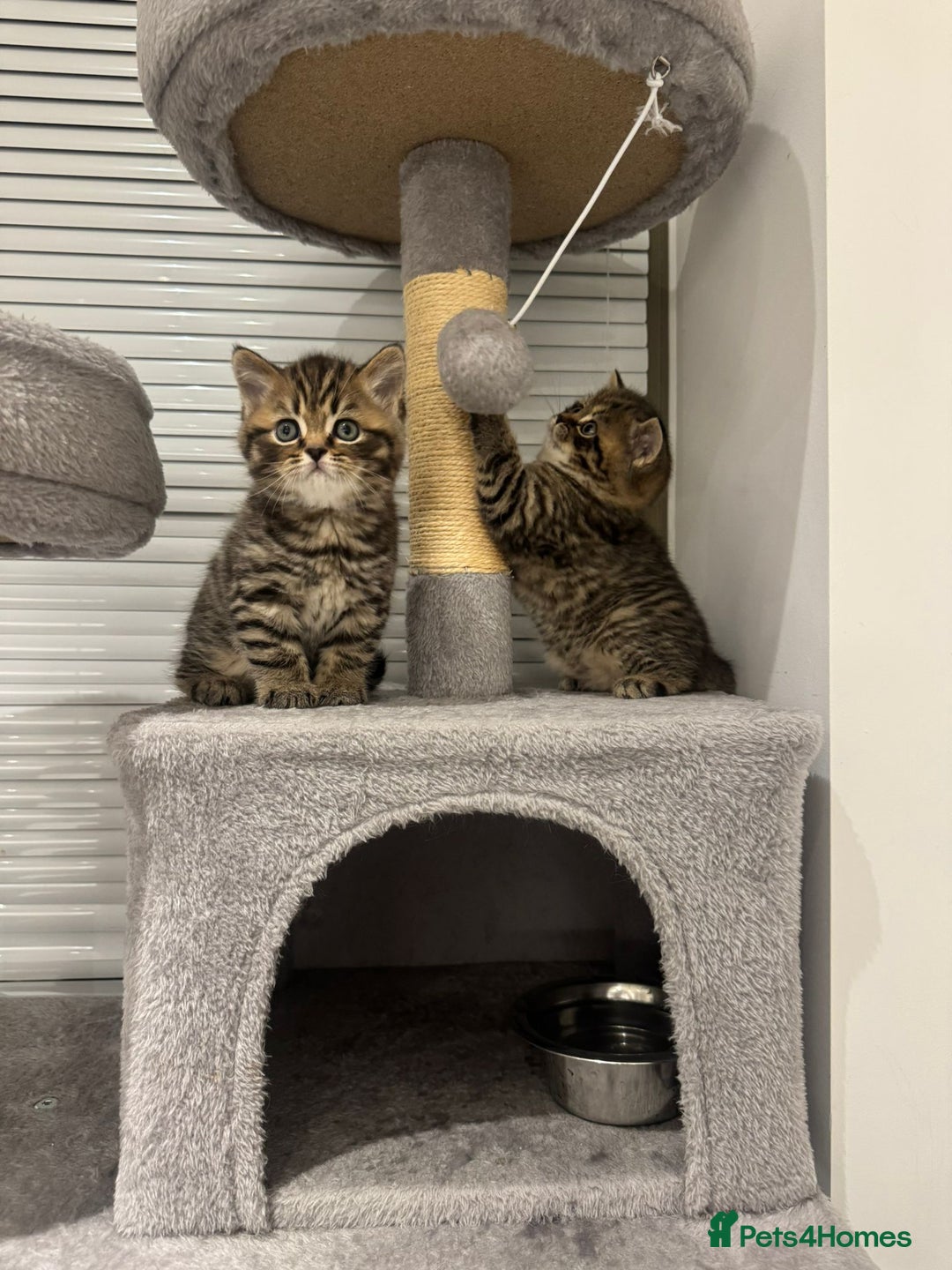 British Shorthair cats for sale: Adorable British Shorthair Male Kittens for Sale. - Advert 15