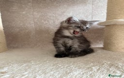 Maine Coon cats for sale: 🐾 100% GENUINE LARGE GCCF MAINE COON KITTENS - Image 10