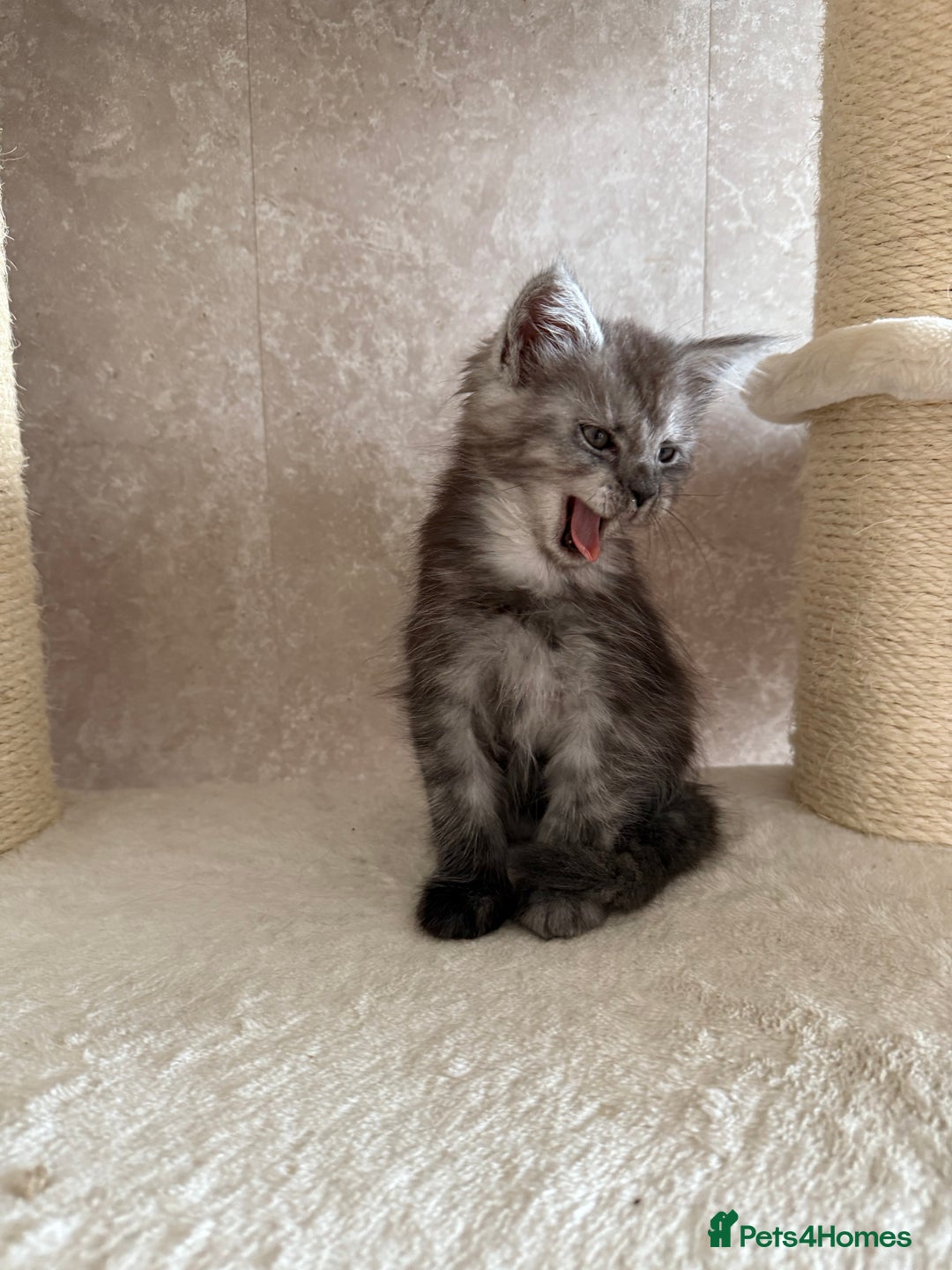 Maine Coon cats for sale: 🐾 100% GENUINE LARGE GCCF MAINE COON KITTENS - Image 10