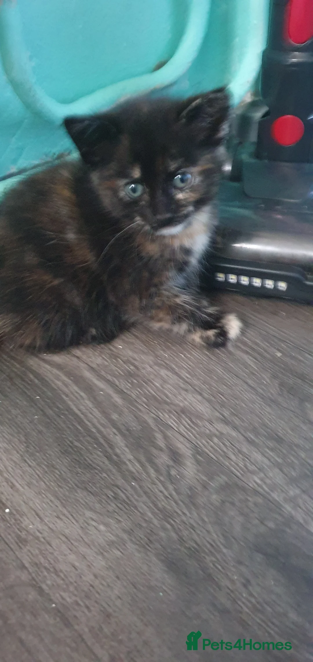 Mixed Breed cats for sale: Beautiful Kittens 4 Males, 1 FemaleBorn 4th June - Advert 6
