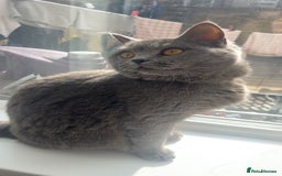 British Shorthair cats for sale: British Shorthairs For Sale - Image 10