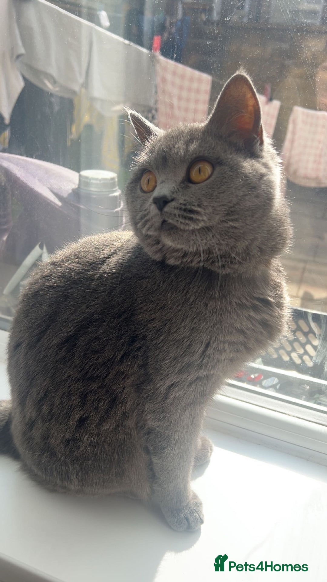 British Shorthair cats for sale: British Shorthairs For Sale - Image 10