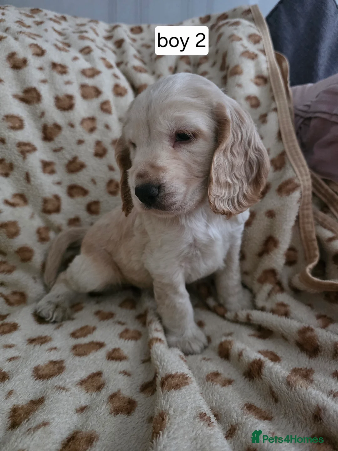 Cocker Spaniel dogs for sale: Show cocker spaniel puppies - Advert 5