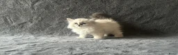 Siberian cats for sale: 💎Championship Line - Last Available Kitten💎 - Advert 18