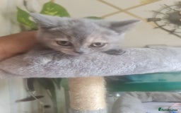 British Shorthair cats for sale: Adorable kittens  4 sweet home - Image 23