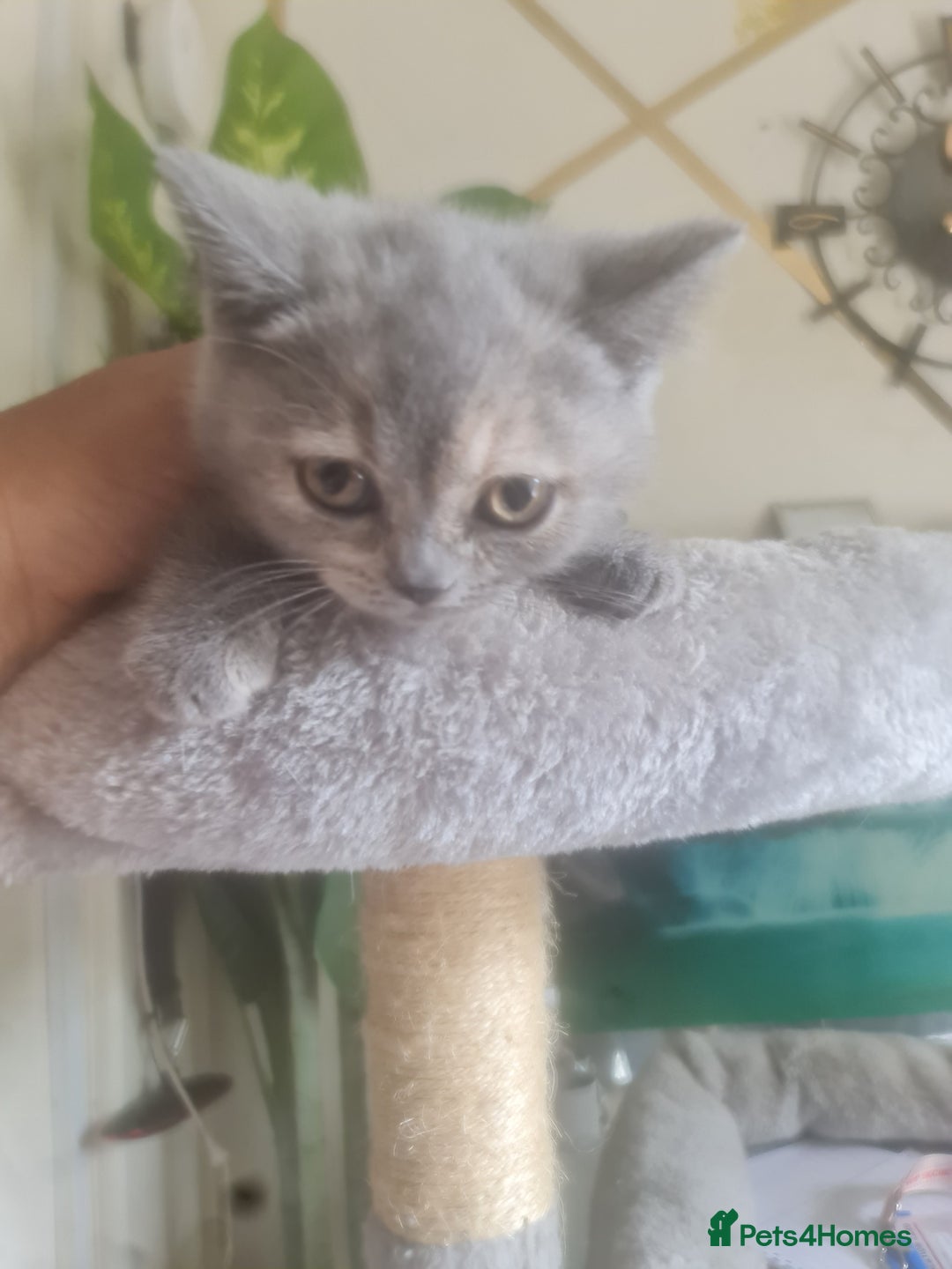 British Shorthair cats for sale: Adorable kittens  4 sweet home - Image 23