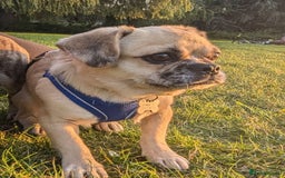 Puggle dogs for adoption: 💖🐶LOLA 2 -affectionate & sweet PugxFrenchie🐶💖 - Image 5