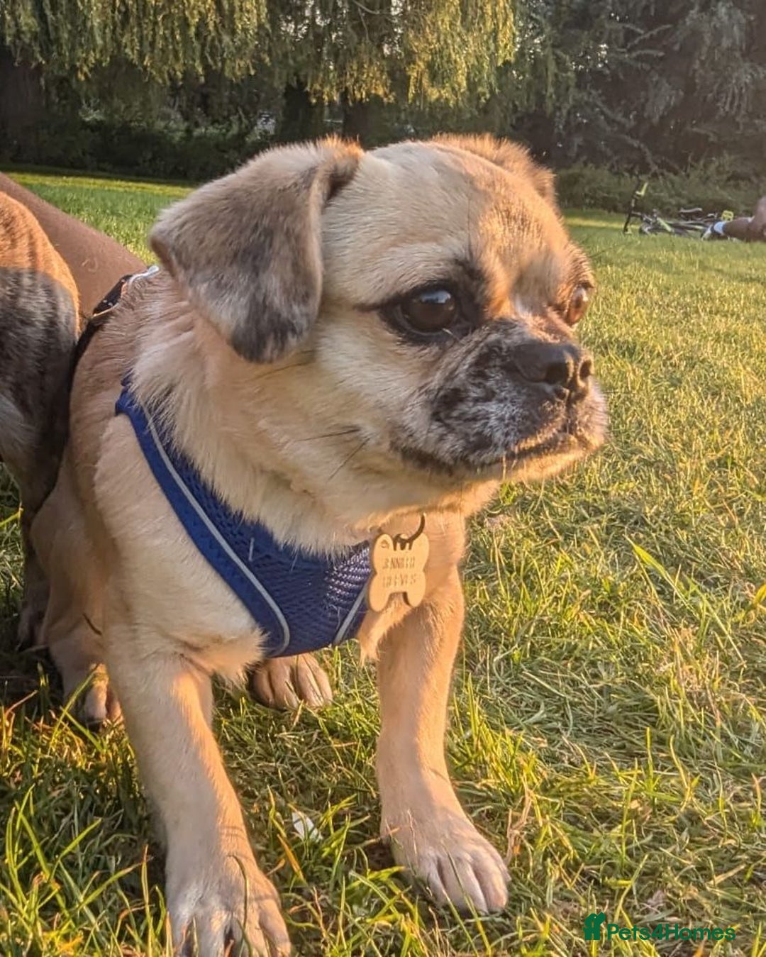 Puggle dogs for adoption: 💖🐶LOLA 2 -affectionate & sweet PugxFrenchie🐶💖 - Image 5
