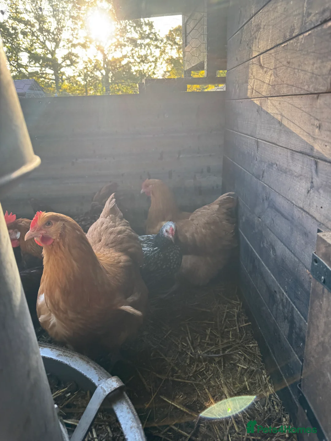 Chickens poultry for sale: Buff Orpington Trio - Advert 6