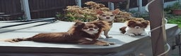 Chihuahua dogs for sale: Toto and Oz - Advert 1