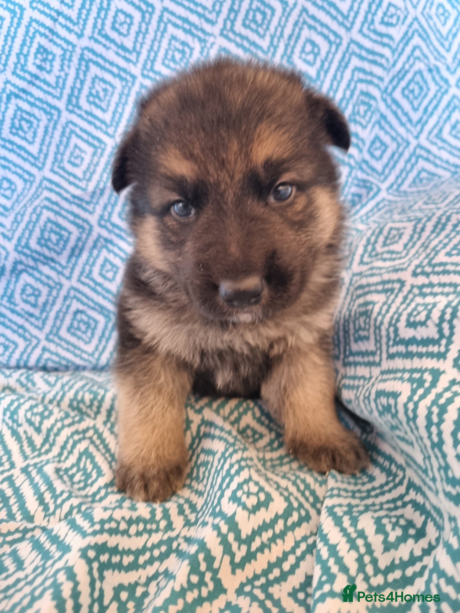 German Shepherd dogs 🔥🔥GERMAN SHEPHERD PUPS🔥🔥 - Advert 12