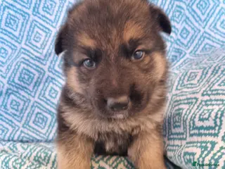 German Shepherd dogs 🔥🔥GERMAN SHEPHERD PUPS🔥🔥 - Advert 2