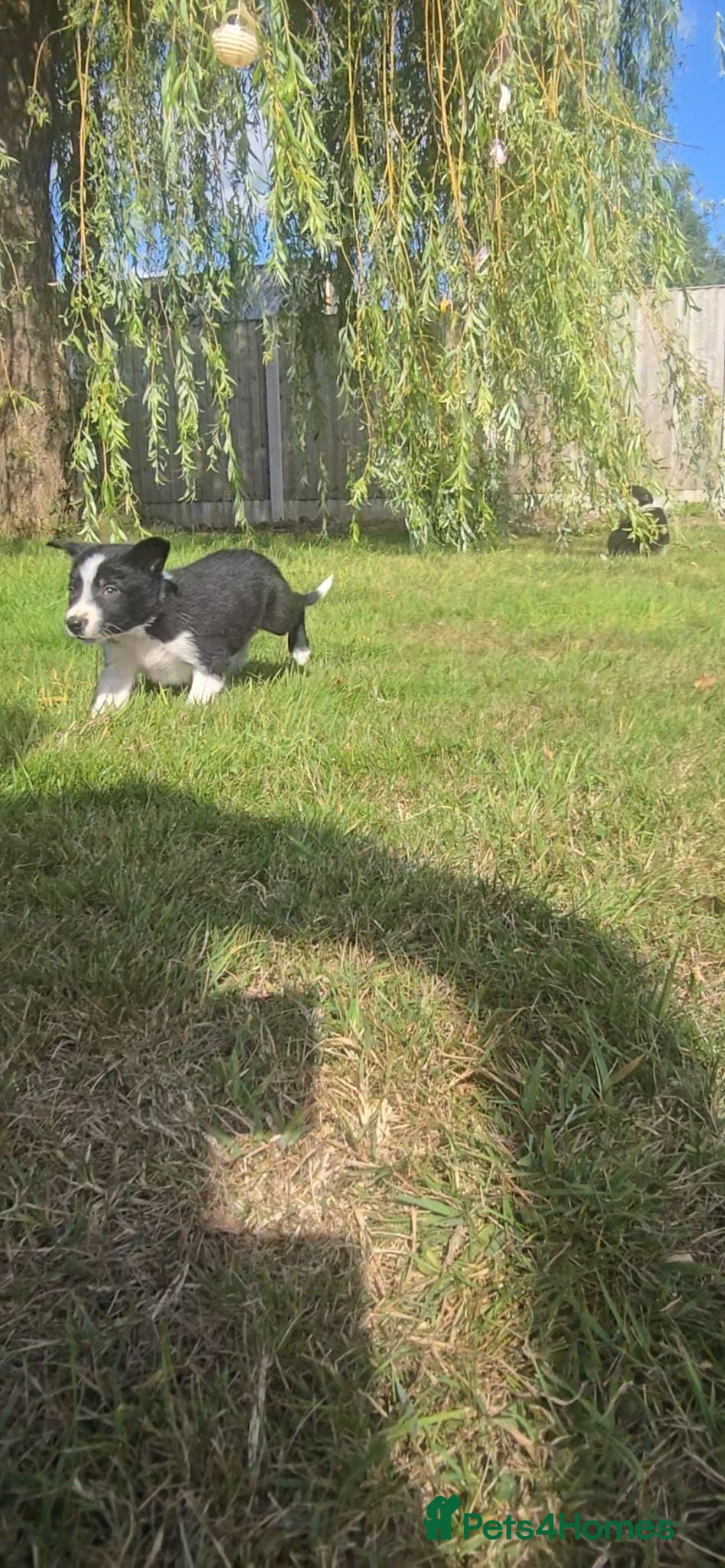 Border Collie dogs ISDS Tri and Black & White Border Collies - Advert 16