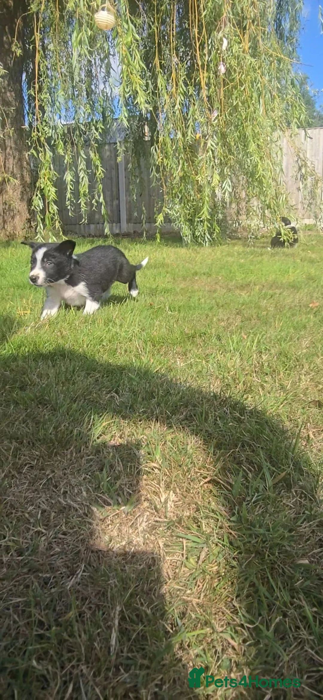Border Collie dogs for sale: ISDS Tri and Black & White Border Collies - Advert 1