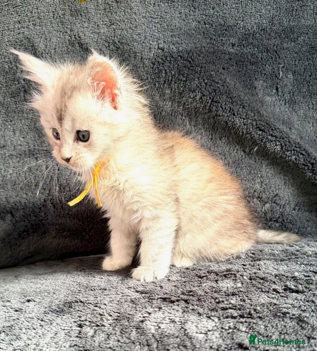 Maine Coon cats for sale: 🐾 TICA-Registered Maine Coon Kittens🐾 - Advert 22