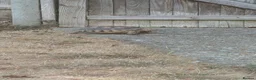 Tortoise reptiles for sale: 2 sulcata tortoises - Advert 3