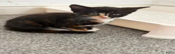 Mixed Breed cats for sale: Beautiful Kittens - Advert 18