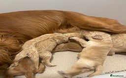 Cockapoo dogs for sale: Pra clear f1 cockpoo - Image 21