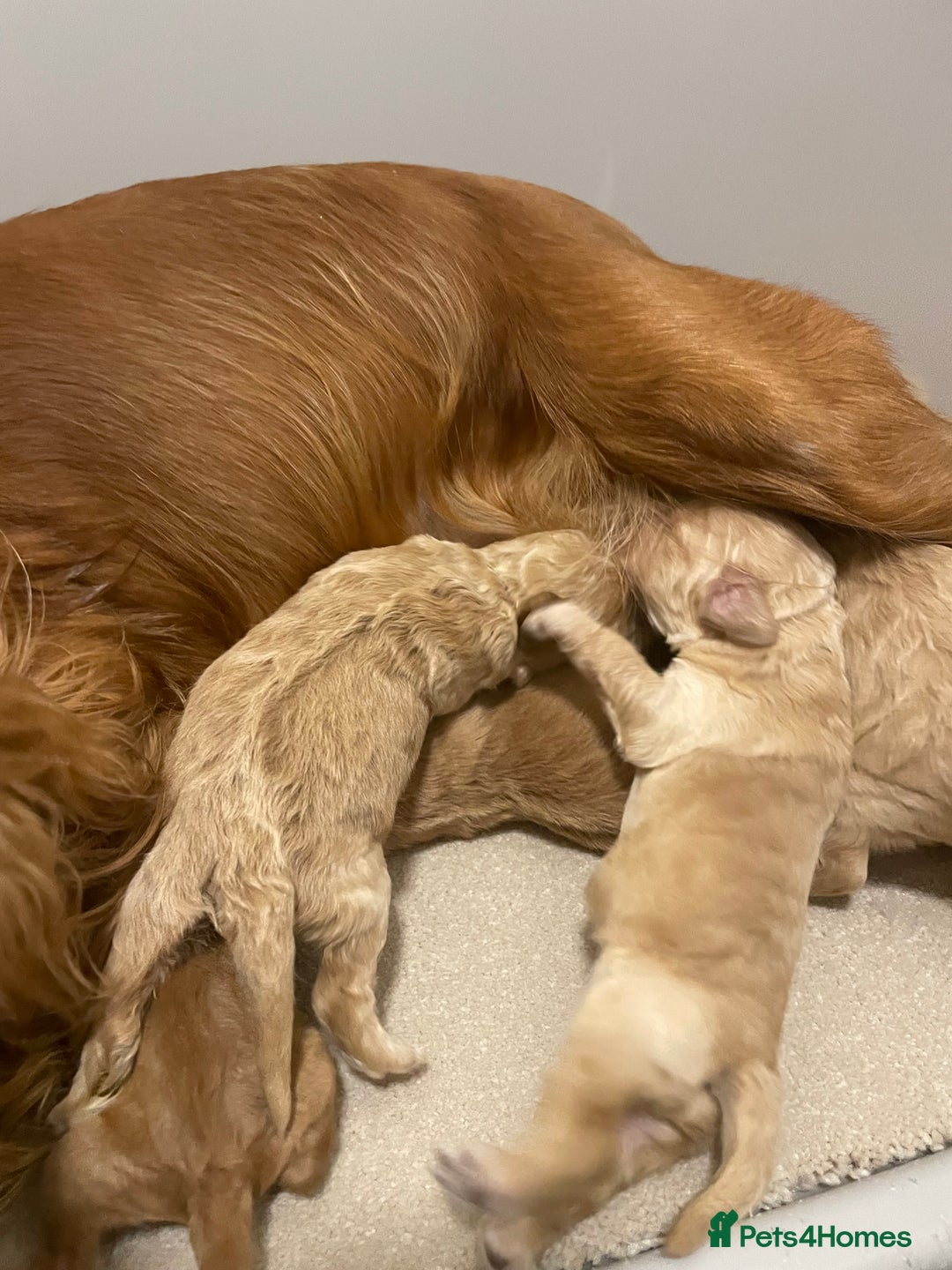 Cockapoo dogs for sale: Pra clear f1 cockpoo - Image 21