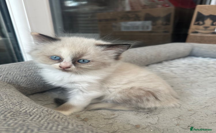Mixed Breed cats - Advert 12