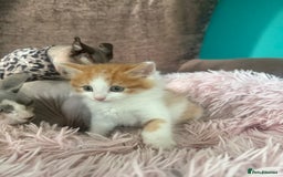 Mixed Breed cats for sale: Gorgeous long hair kitten 🧡🖤 - Advert 5