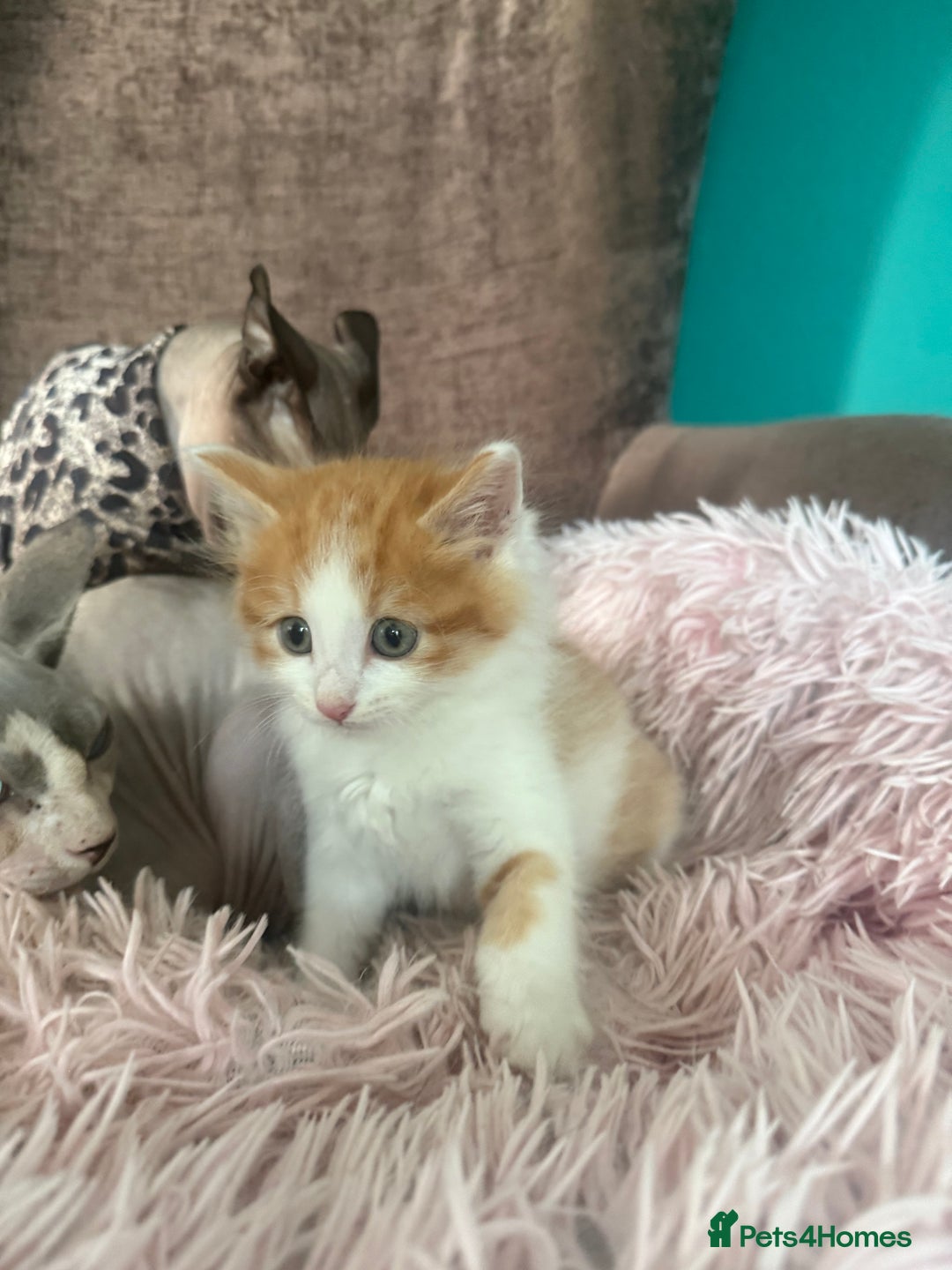 Mixed Breed cats for sale: Gorgeous long hair kitten 🧡🖤 - Advert 5
