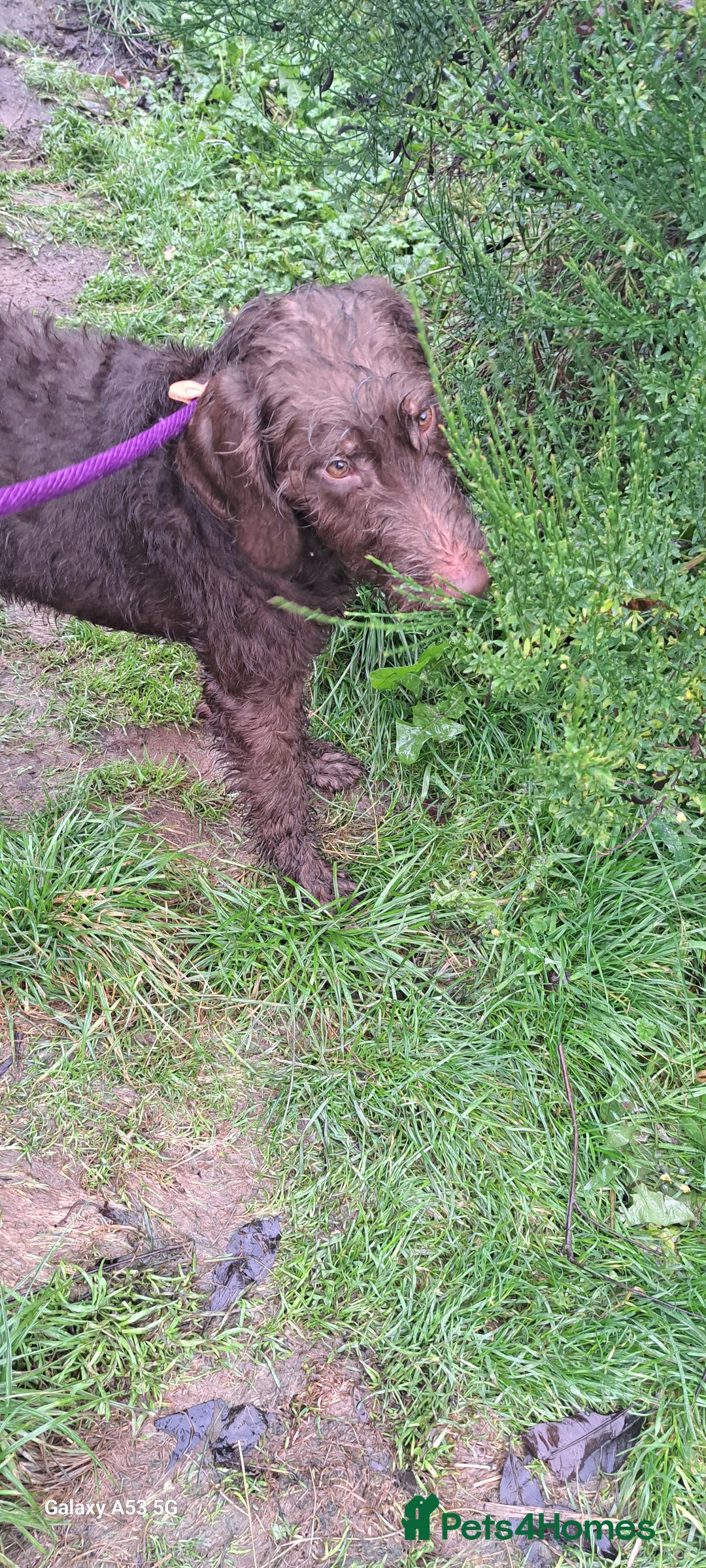 Mixed Breed dogs for sale: Doodle pointerpoodle boy in Cumnock - Image 5