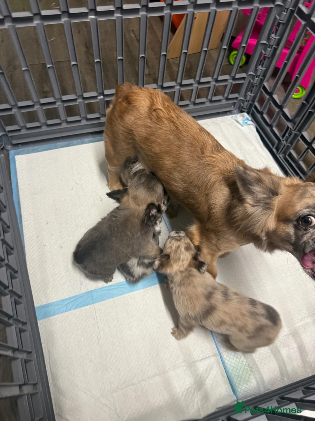 French Bulldog dogs for sale: Kc FLUFFY FRECH BULLDOGS - Advert 16