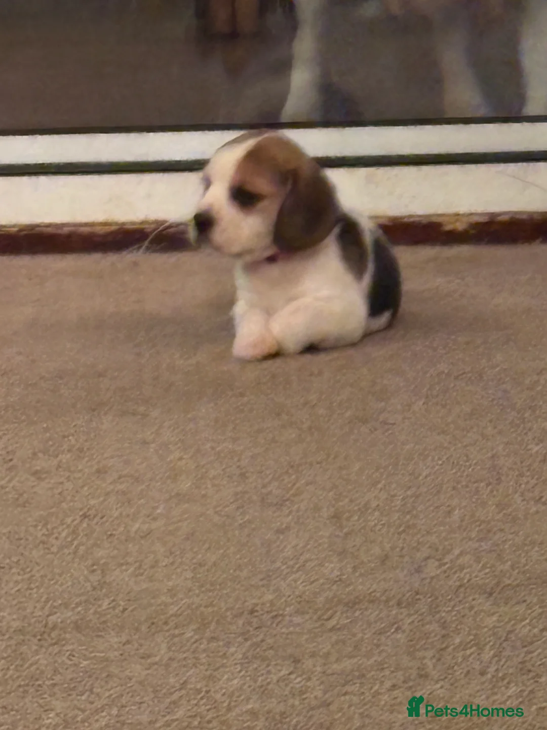 Beagle dogs for sale: Pure bred beagle girls - Advert 10